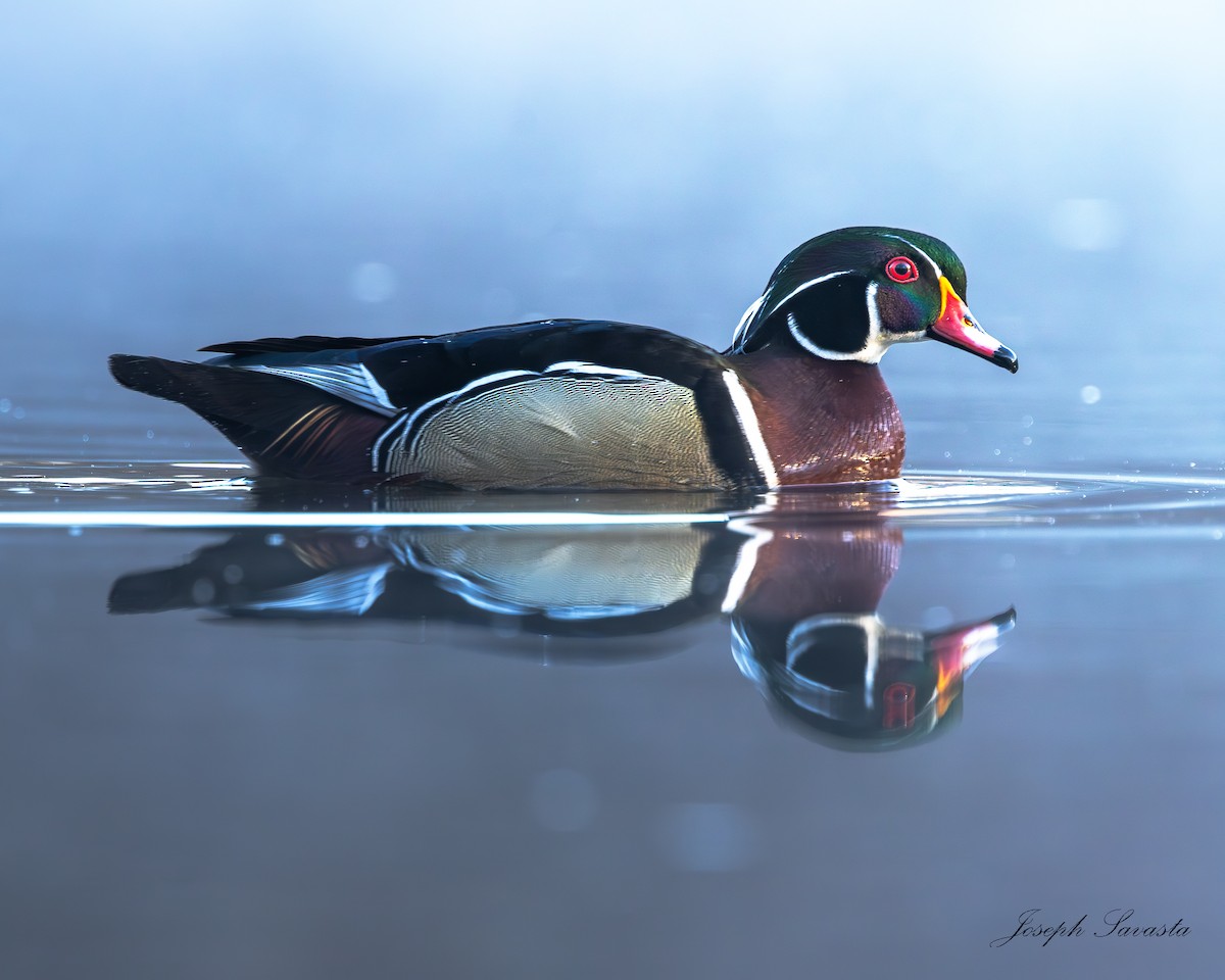 Wood Duck - Joseph Savasta