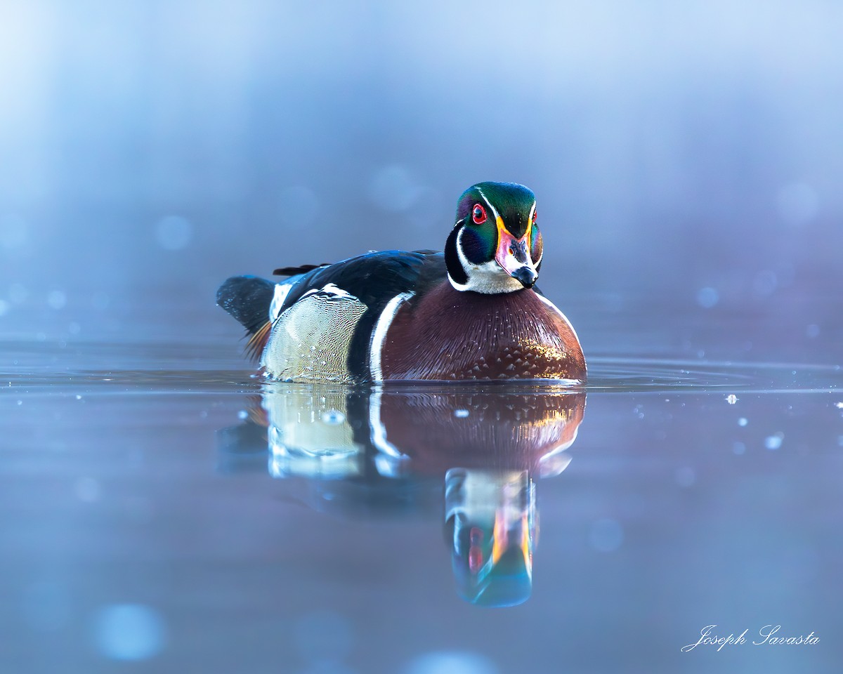 Wood Duck - Joseph Savasta