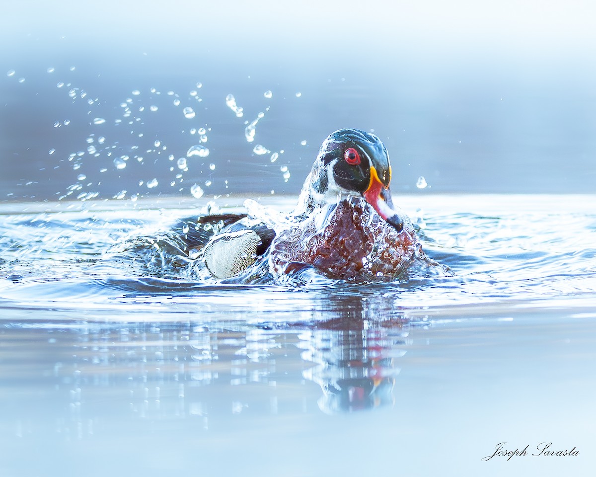 Wood Duck - Joseph Savasta