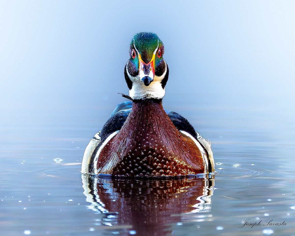 Wood Duck - Joseph Savasta