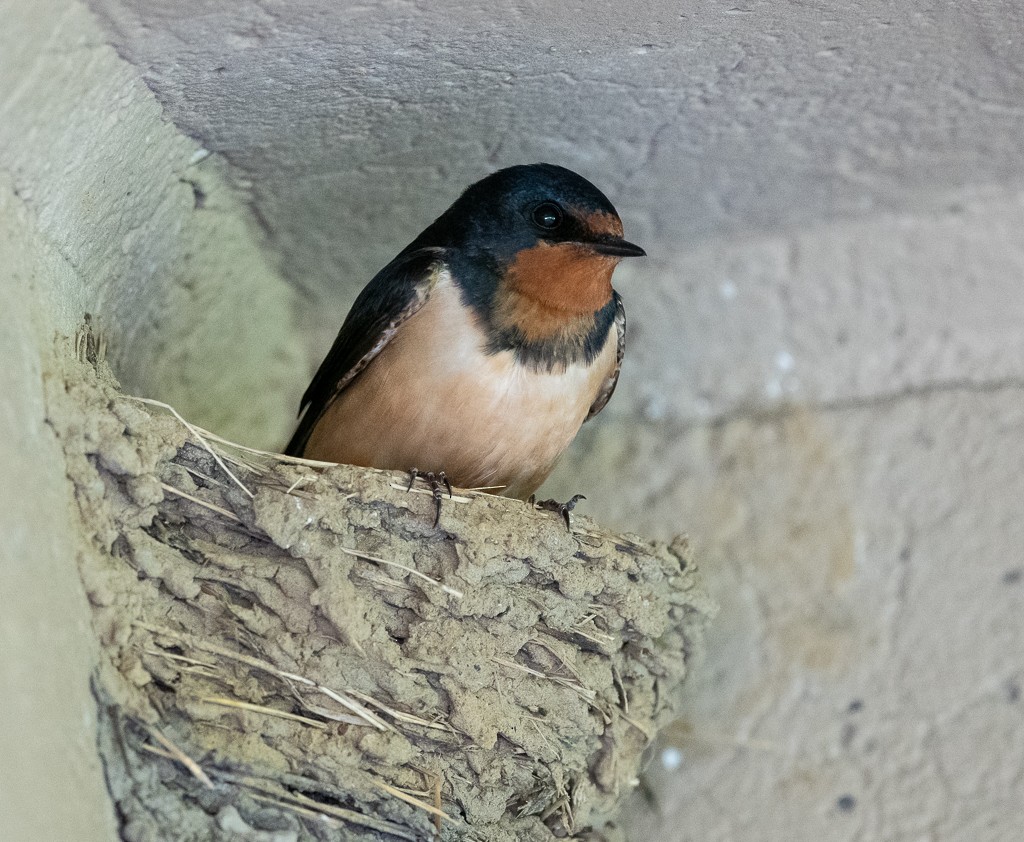 Barn Swallow - Kevin Rutherford