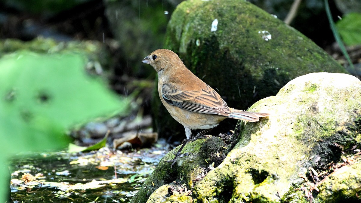 Indigo Bunting - Steve Butterworth