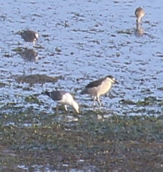 Black-crowned Night Heron - Debby Parker