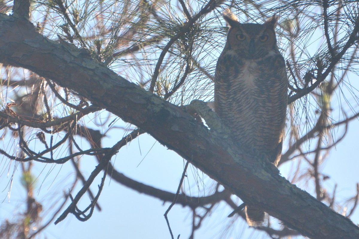 Great Horned Owl - Tom Bisko