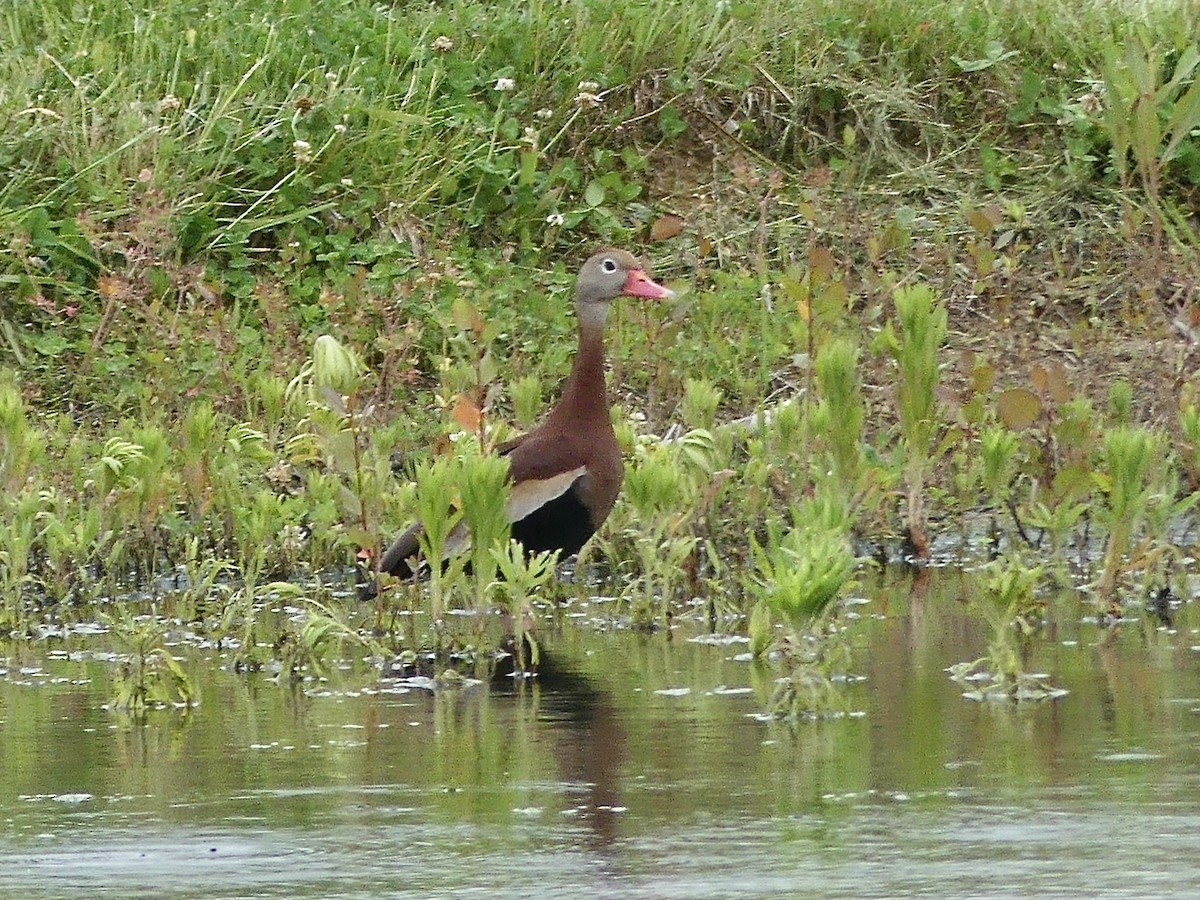 Black-bellied Whistling-Duck - ML619441982