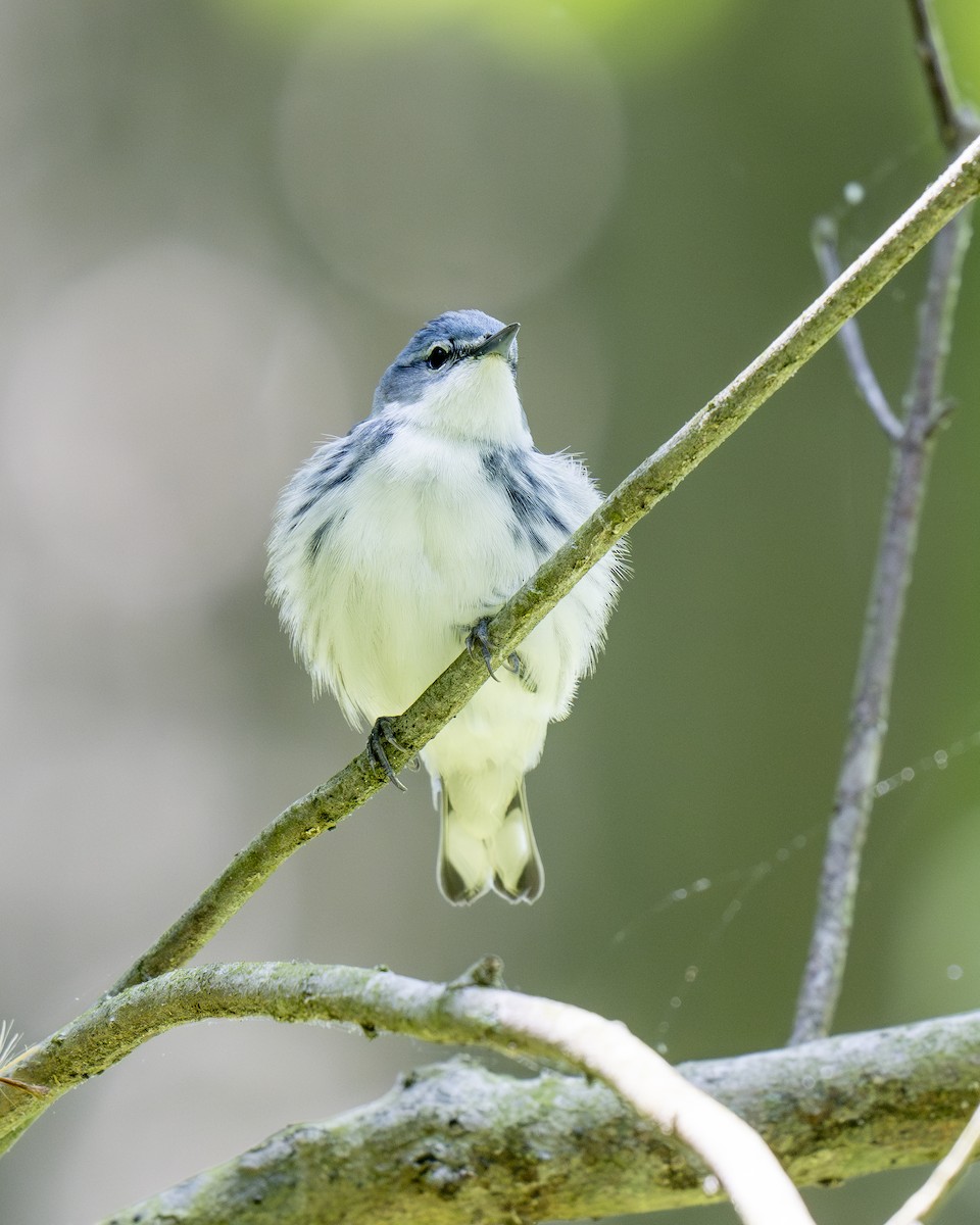 Cerulean Warbler - Hank Davis