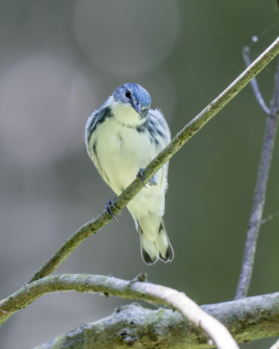 Cerulean Warbler - Hank Davis