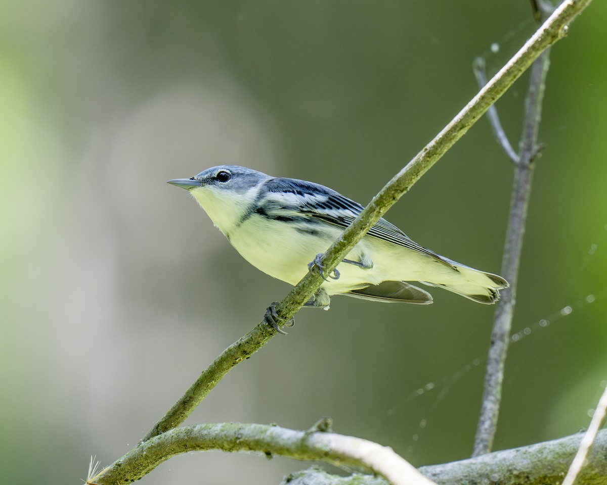 Cerulean Warbler - Hank Davis