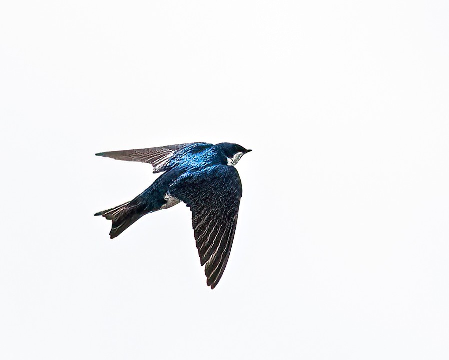 Tree Swallow - Mark Singer