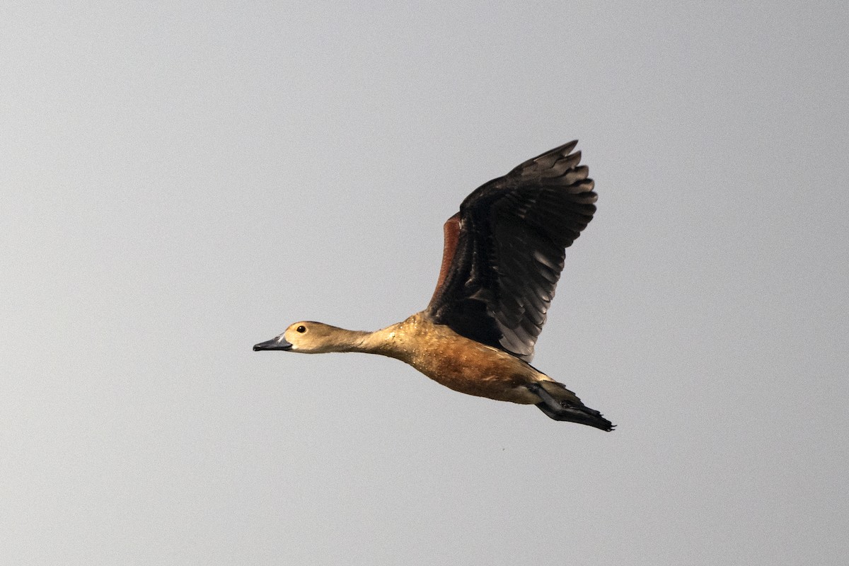 Lesser Whistling-Duck - Wachara  Sanguansombat