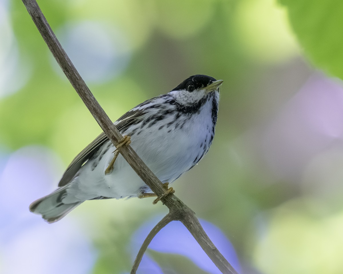 Blackpoll Warbler - Hank Davis