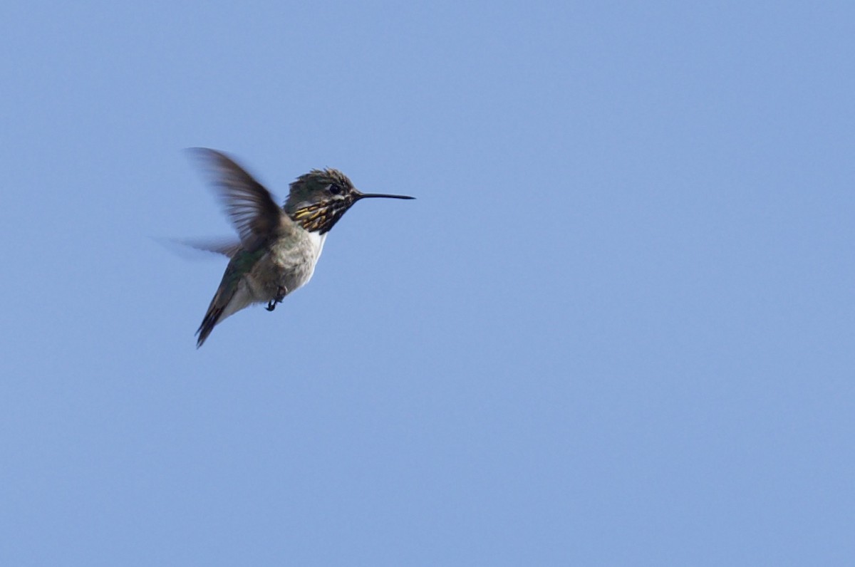 Calliope Hummingbird - ML619442004