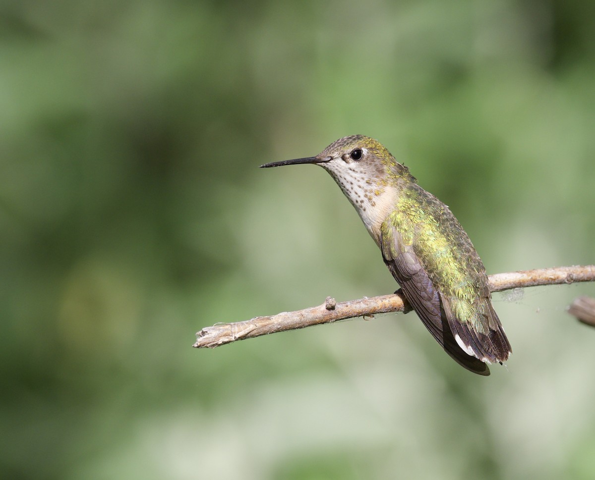 Calliope Hummingbird - Eric Heisey