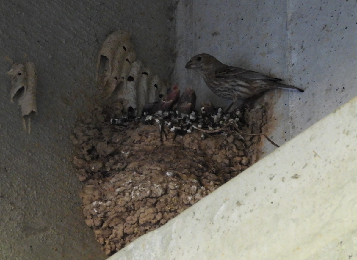 House Finch - Mark DiGiovanni