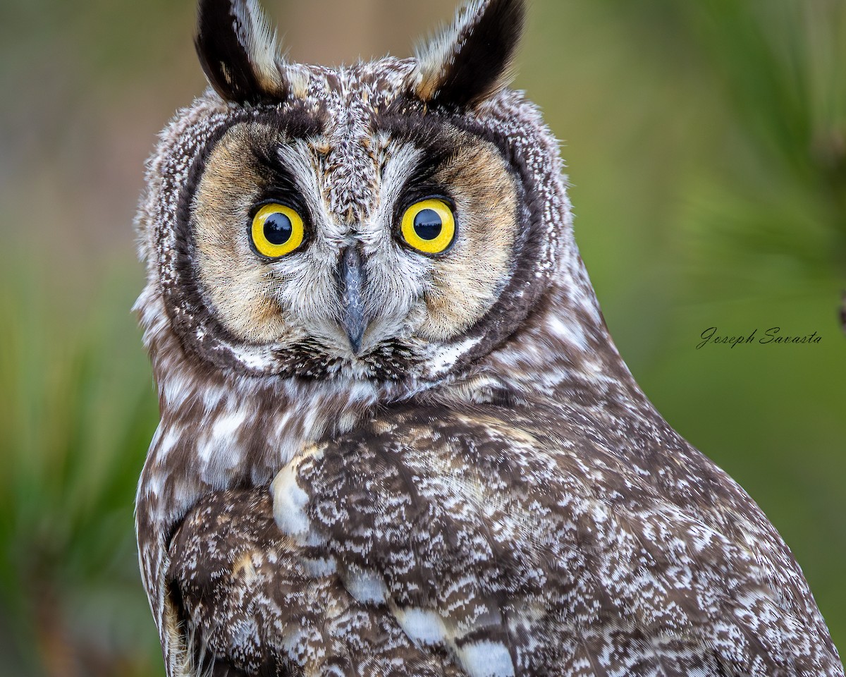 Long-eared Owl - Joseph Savasta