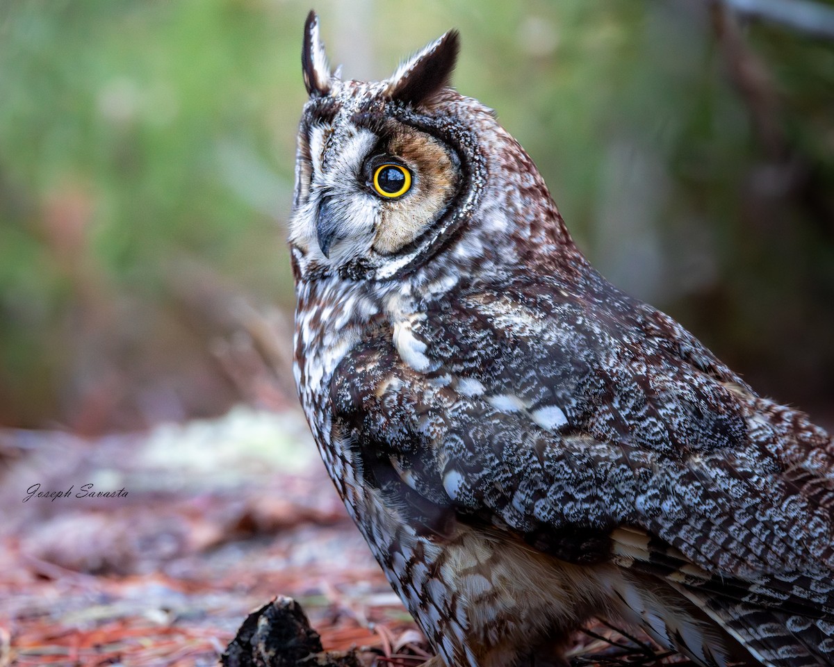 Long-eared Owl - Joseph Savasta