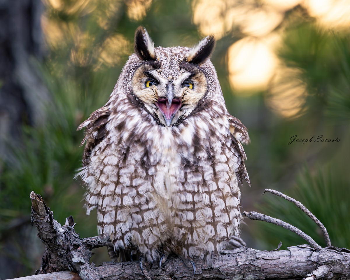 Long-eared Owl - Joseph Savasta