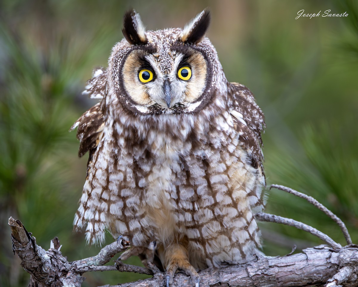 Long-eared Owl - Joseph Savasta