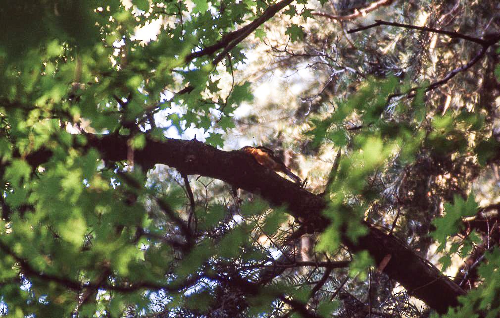 Flame-colored Tanager - ML619442018