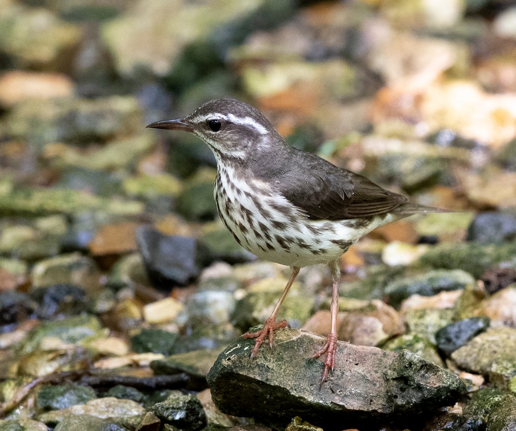 Louisiana Waterthrush - Kevin Rutherford