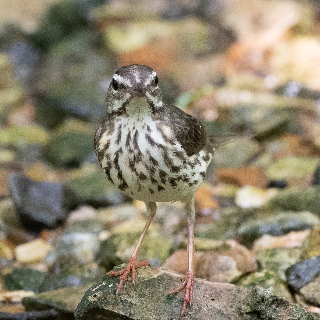 Louisiana Waterthrush - Kevin Rutherford