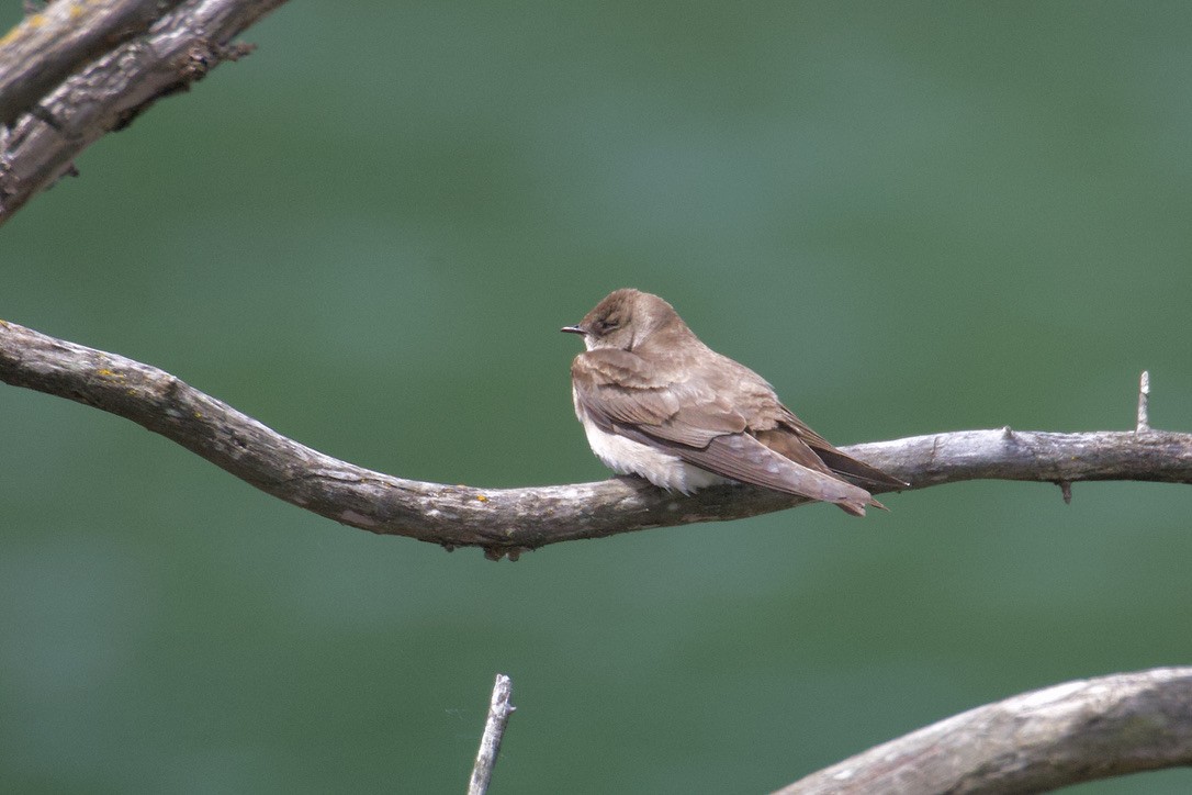 Northern Rough-winged Swallow - Gordon Atkins