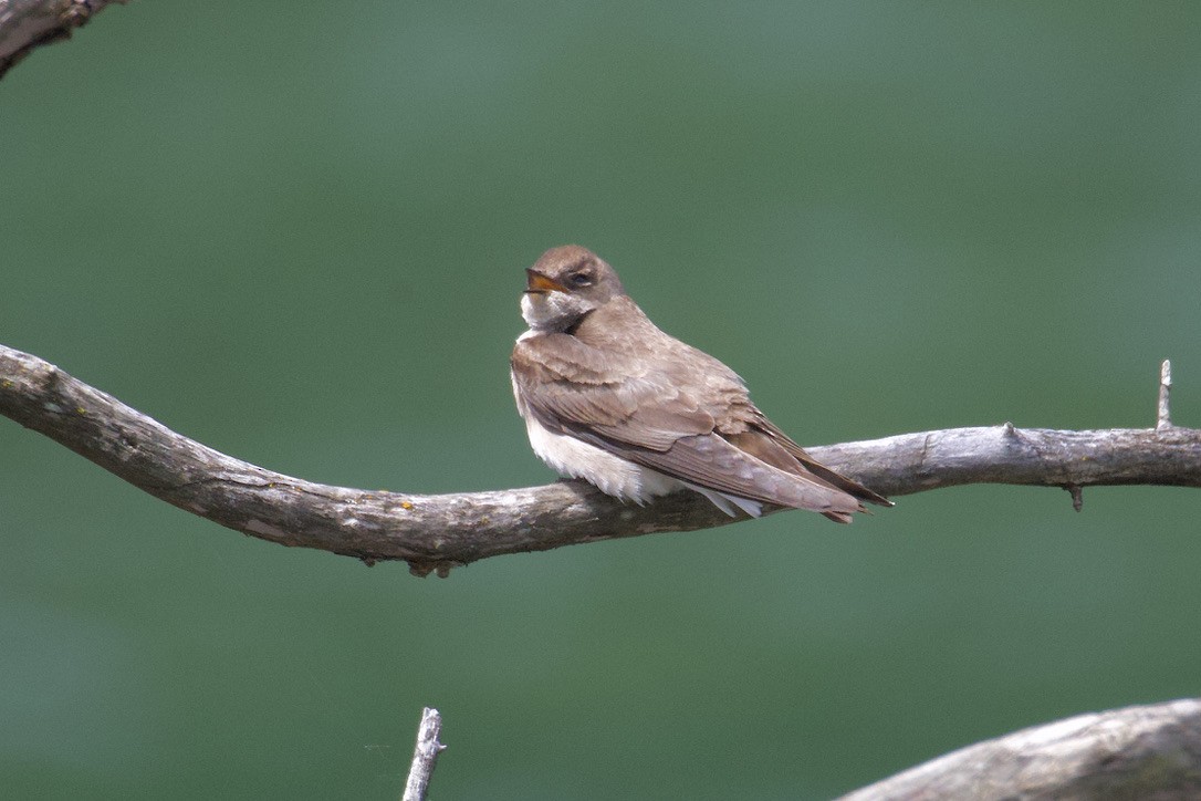 Northern Rough-winged Swallow - Gordon Atkins
