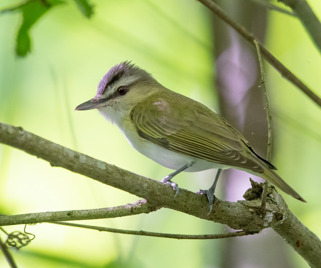 Red-eyed Vireo - Kevin Rutherford