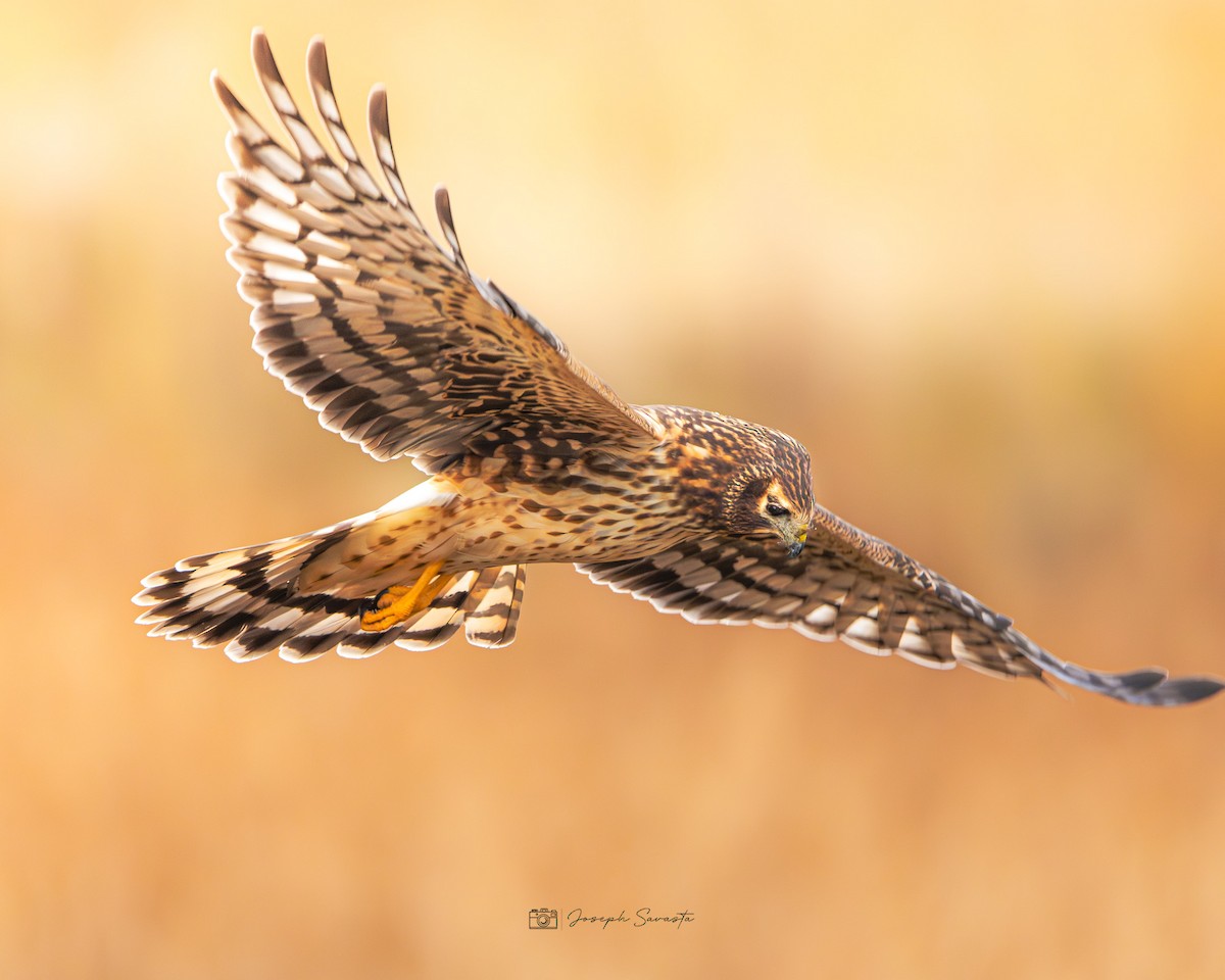 Northern Harrier - ML619442033