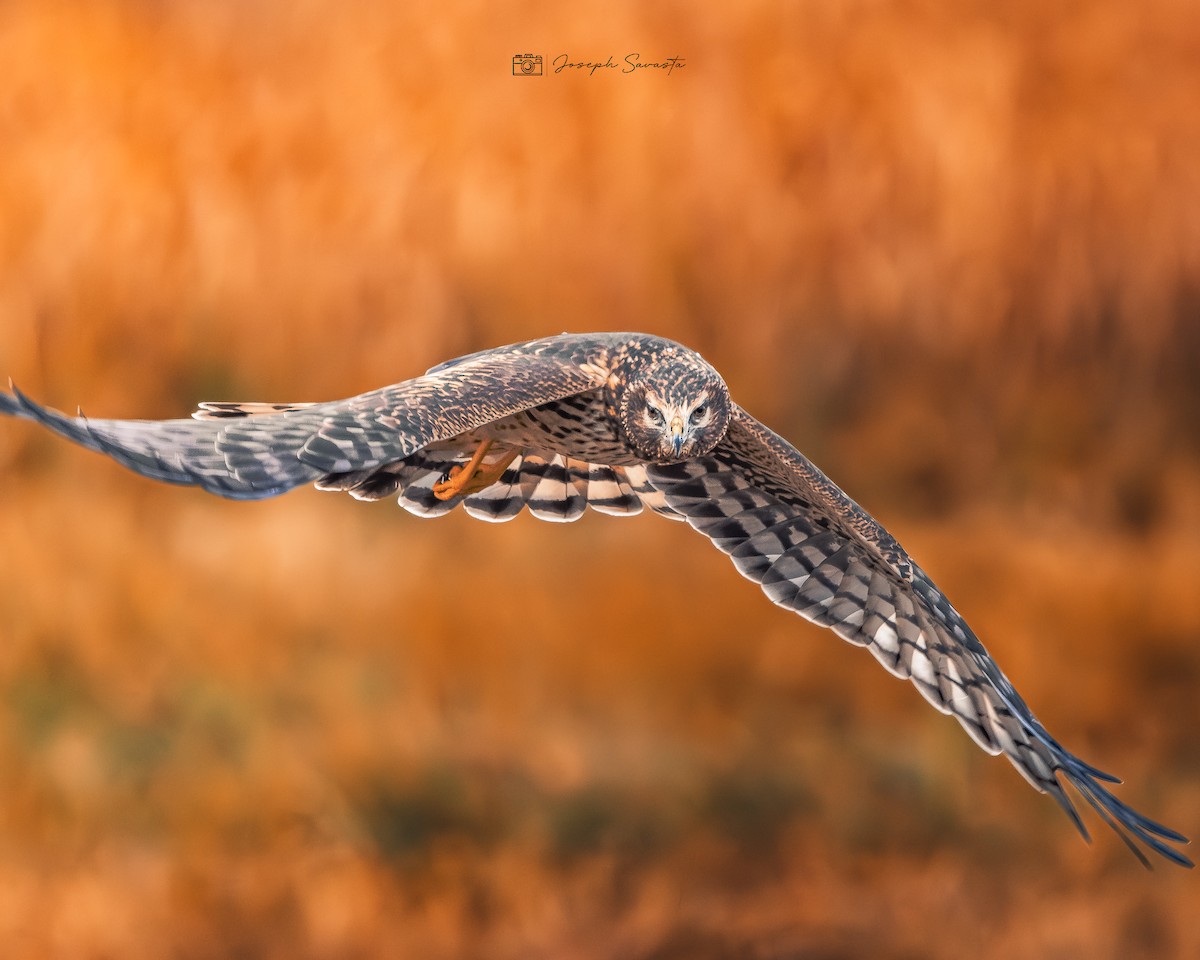 Northern Harrier - ML619442036