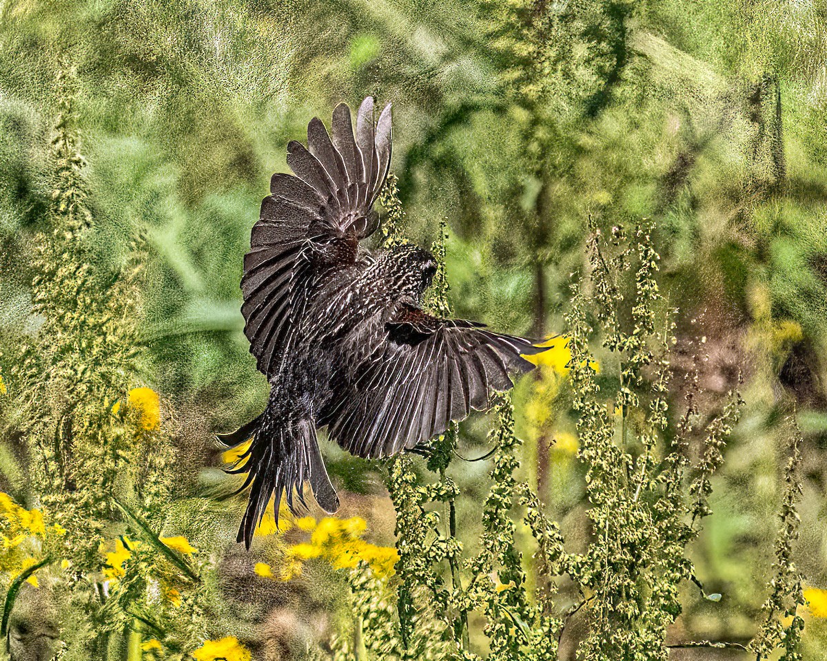 European Starling - Mark Singer