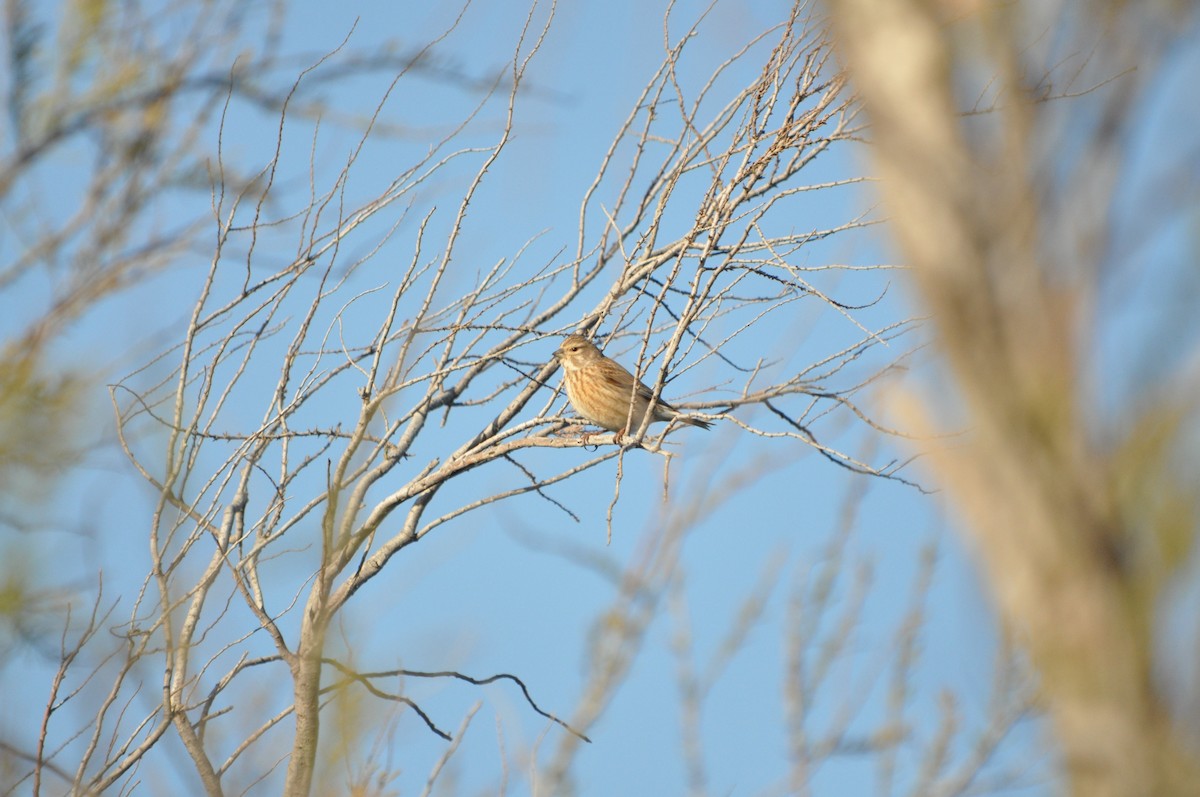 Eurasian Linnet - Samuel Hilaire