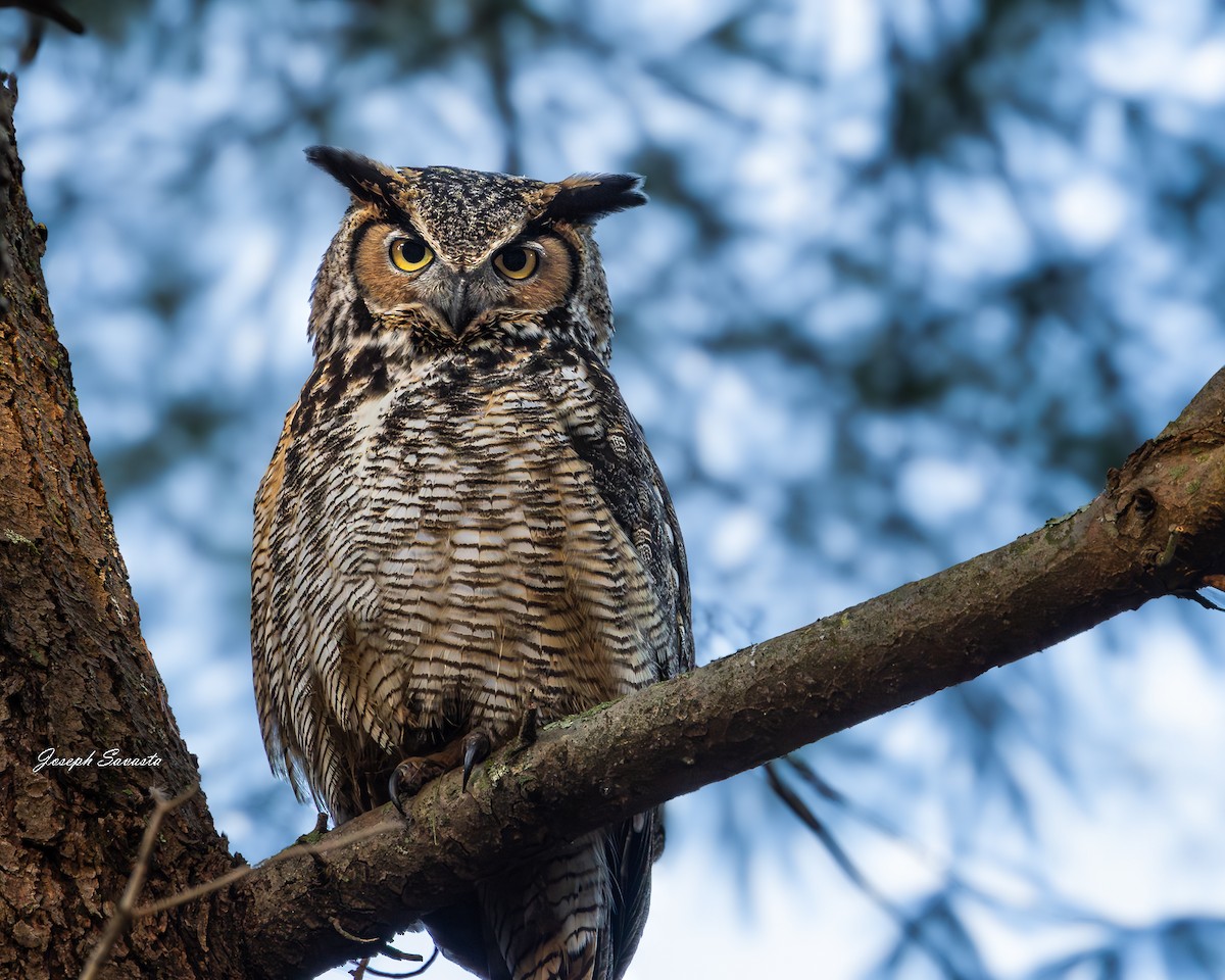 Great Horned Owl - Joseph Savasta