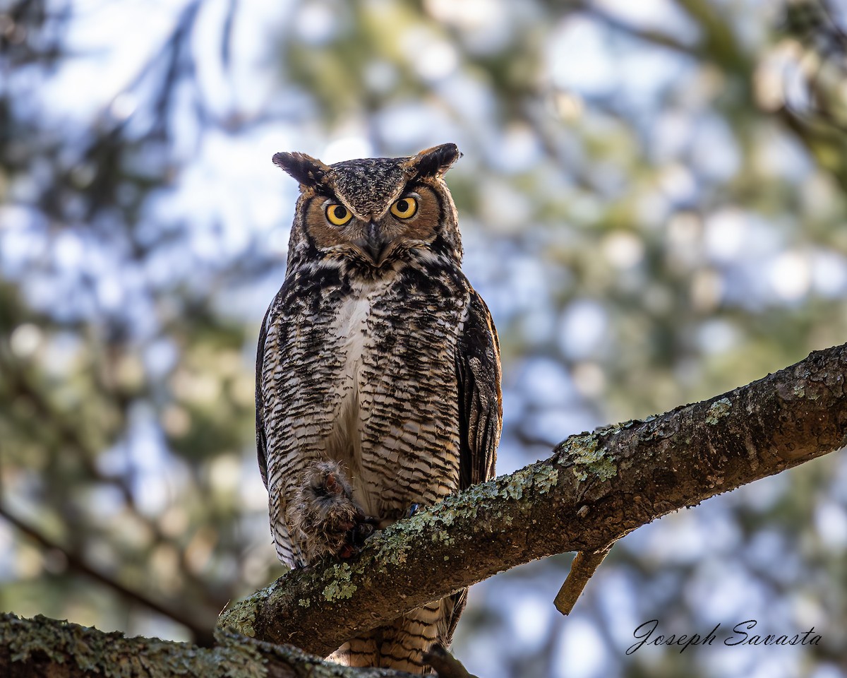 Great Horned Owl - Joseph Savasta