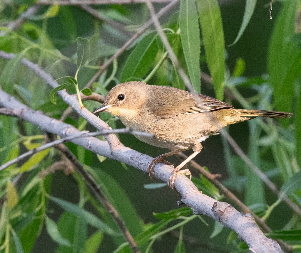 Common Yellowthroat - ML619442063