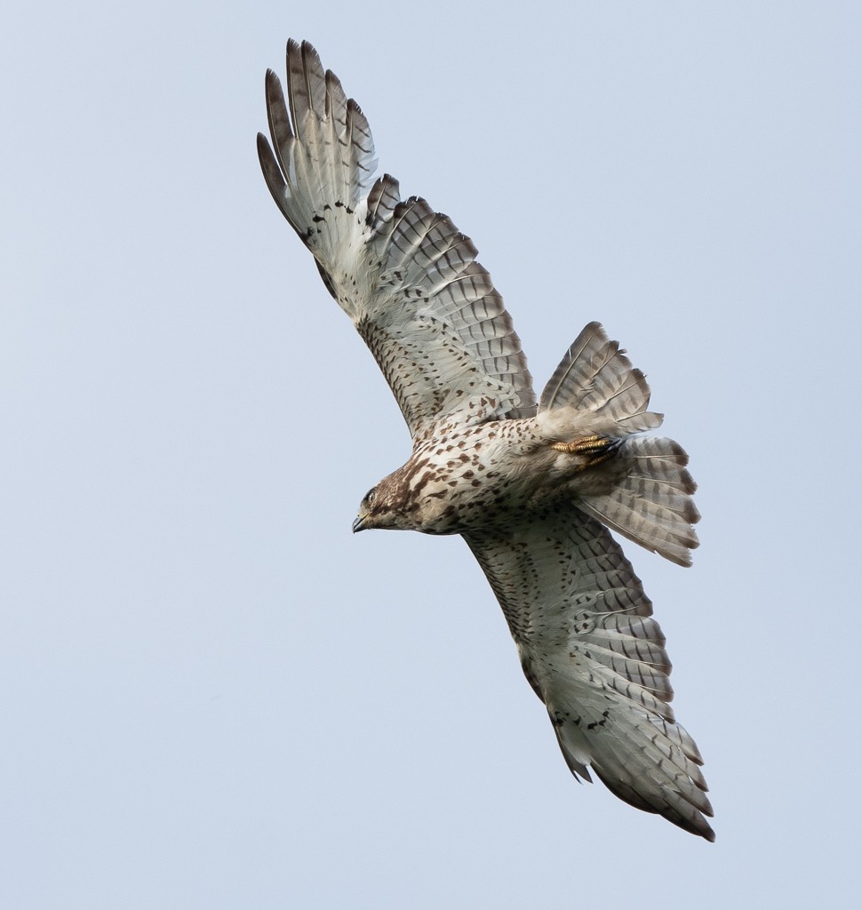 Broad-winged Hawk - Kevin Rutherford