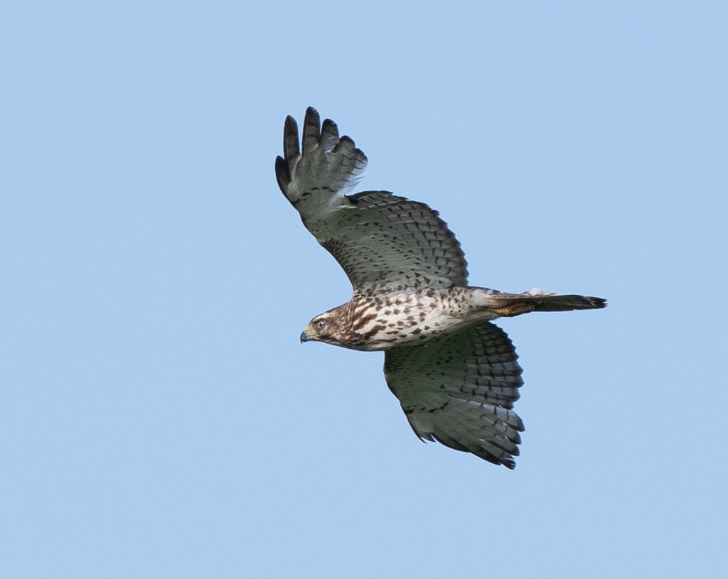 Broad-winged Hawk - Kevin Rutherford