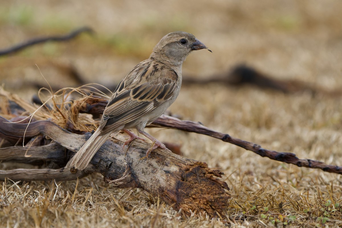 House Sparrow (Indian) - Sam Hambly