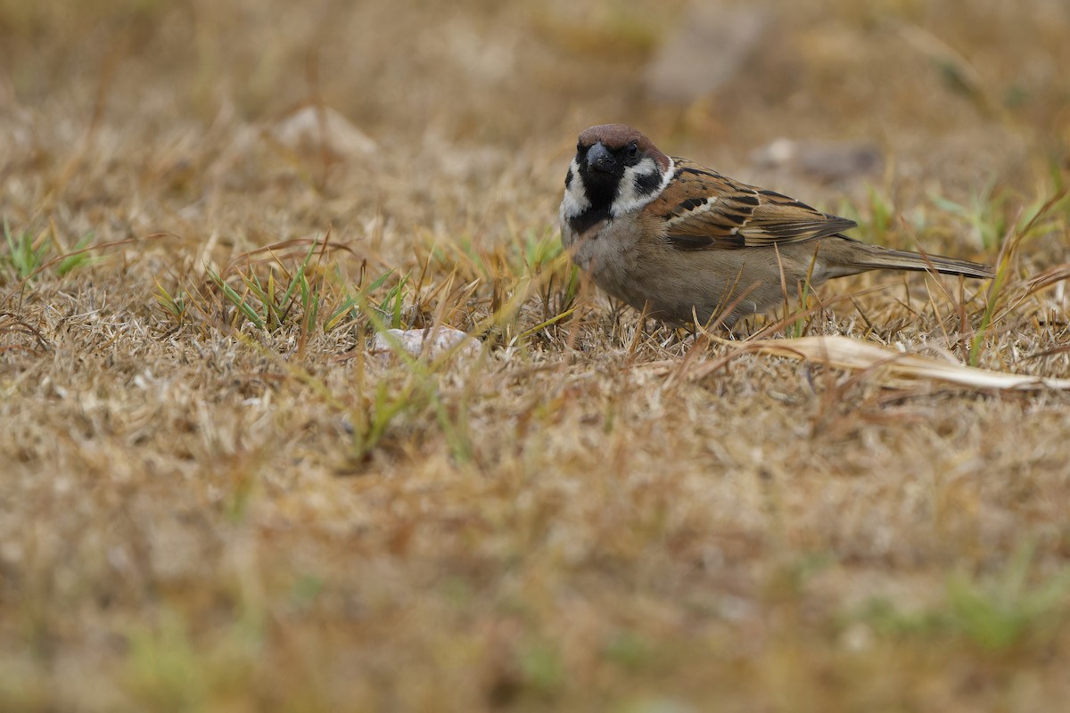 Eurasian Tree Sparrow - Sam Hambly