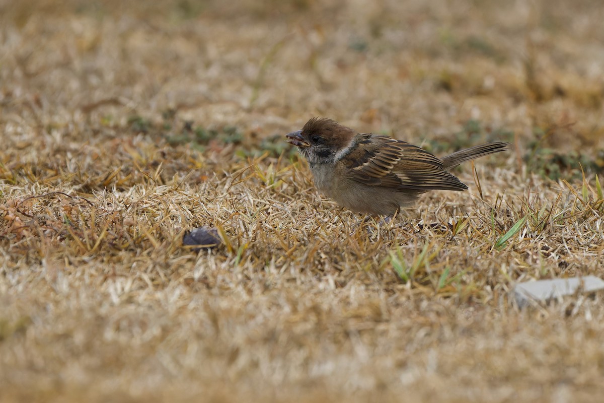 Eurasian Tree Sparrow - Sam Hambly