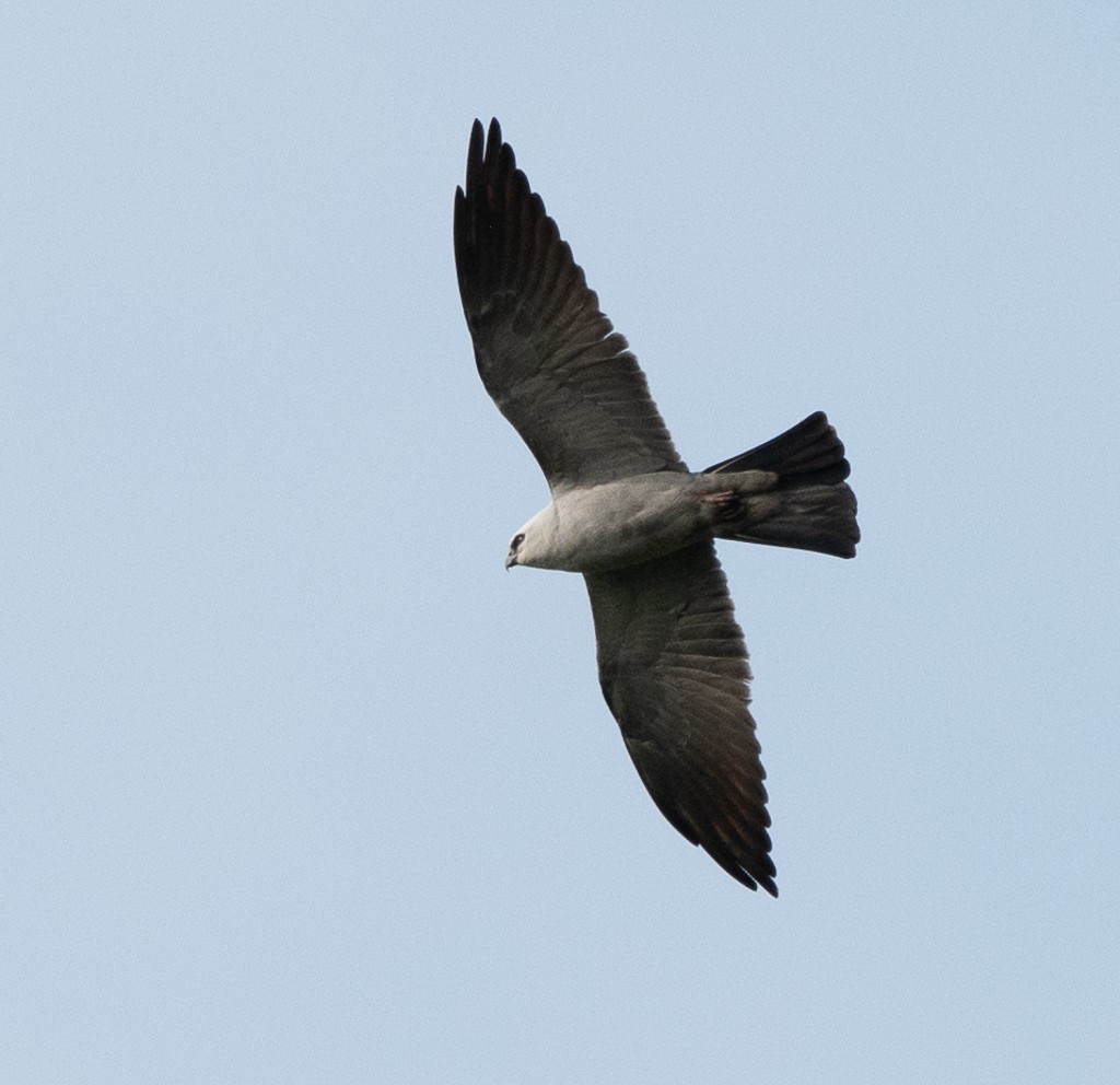 Mississippi Kite - Kevin Rutherford