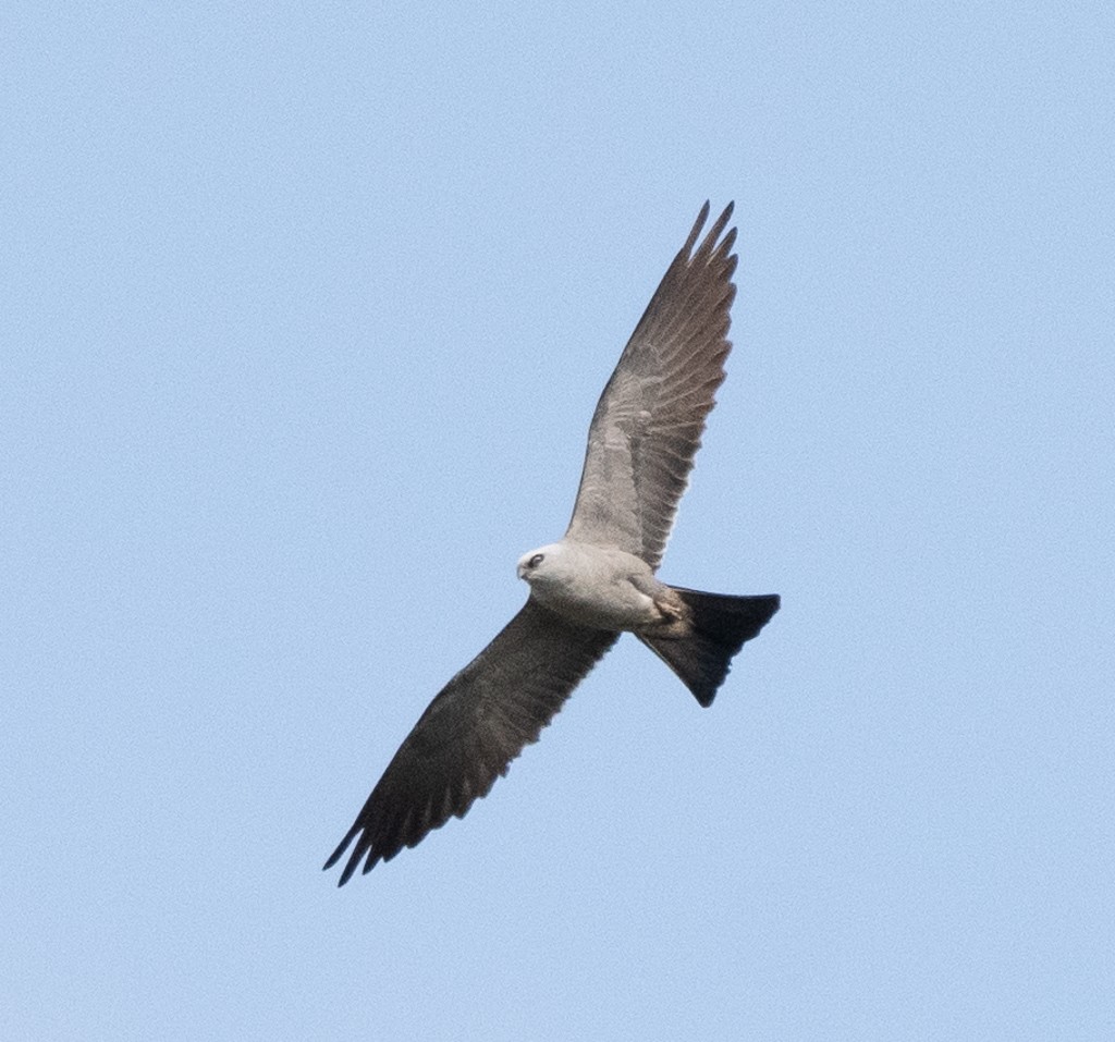 Mississippi Kite - Kevin Rutherford