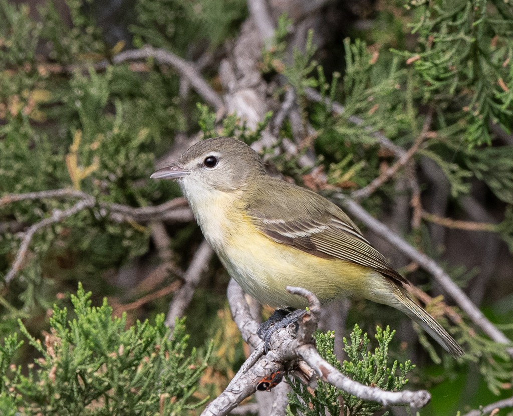 Bell's Vireo - Kevin Rutherford