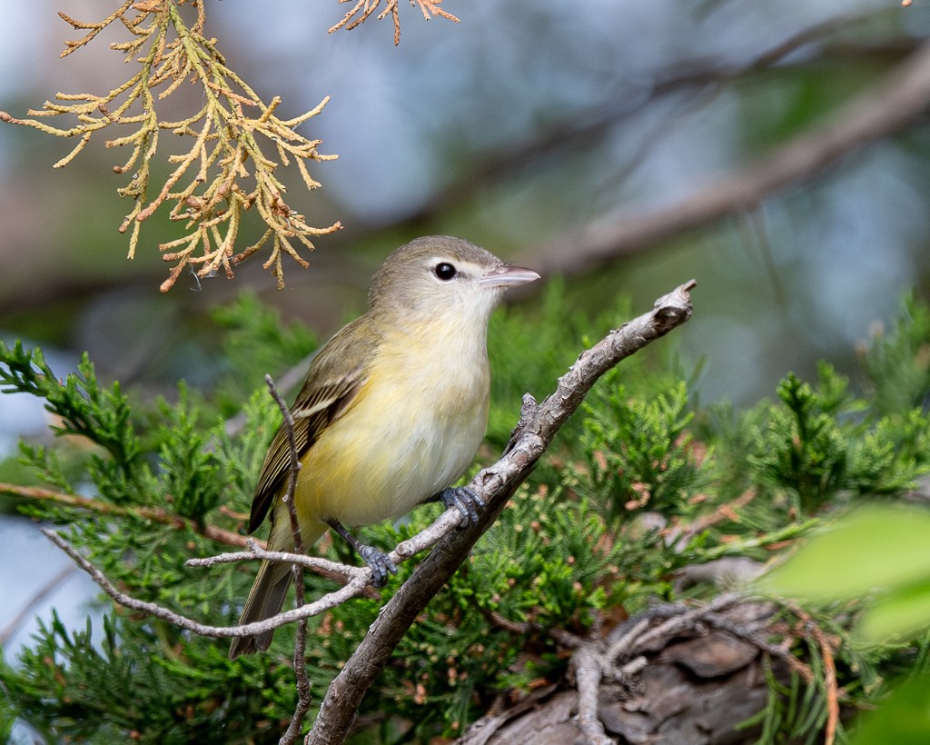 Bell's Vireo - Kevin Rutherford