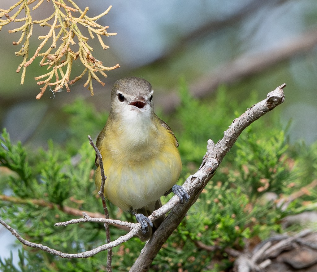 Bell's Vireo - Kevin Rutherford