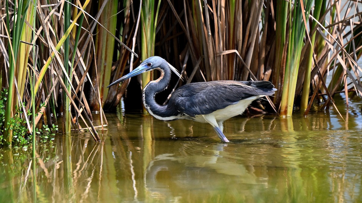 Tricolored Heron - Steve Butterworth