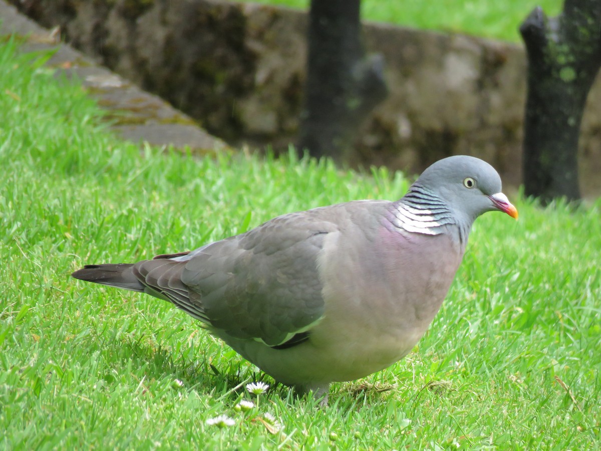 Common Wood-Pigeon - Jason Luscier