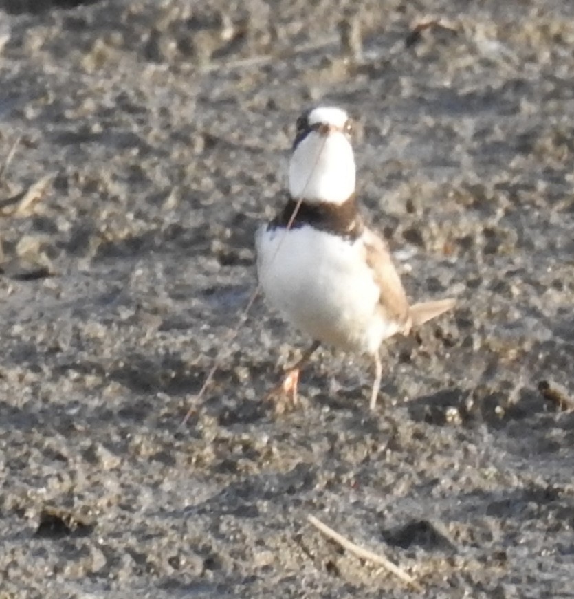 Semipalmated Plover - T C