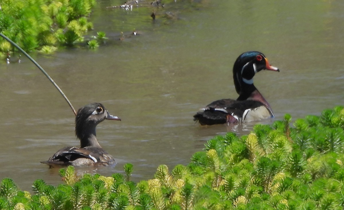 Wood Duck - ML619442106