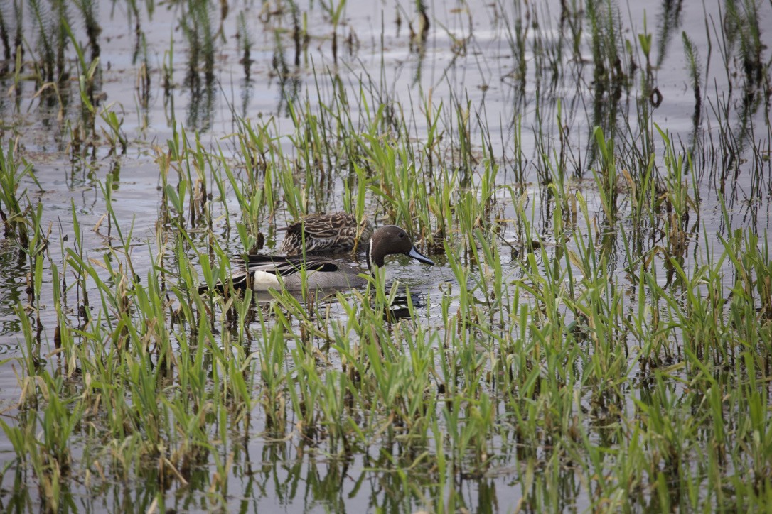 Northern Pintail - Gordon Atkins